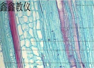 鑫鑫教仪 76*25*1 生物切片