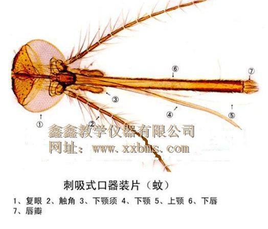 鑫鑫教仪，76*25*1，动物切片，植物切片