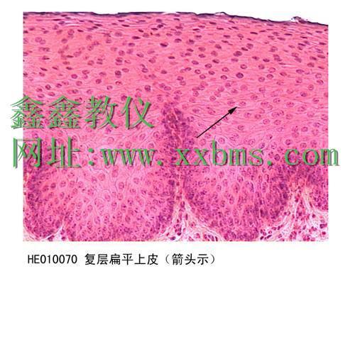 鑫鑫教仪，76*25*1，动物切片，植物切片