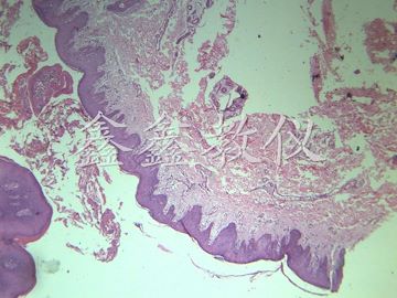 鑫鑫教仪 76*25*1 病理切片
